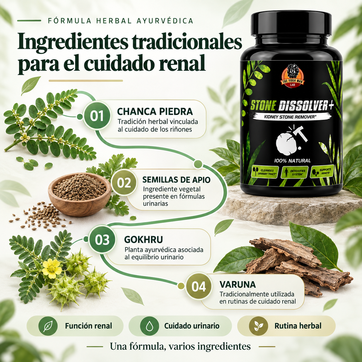 Stone Dissolver+ | Apoyo Natural para tus Riñones
